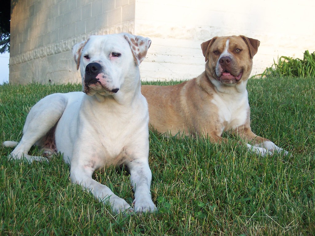 bro and sis | pit bull | tera_cruz | Flickr