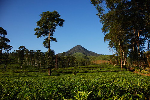 Pagilaran Tea Plantation