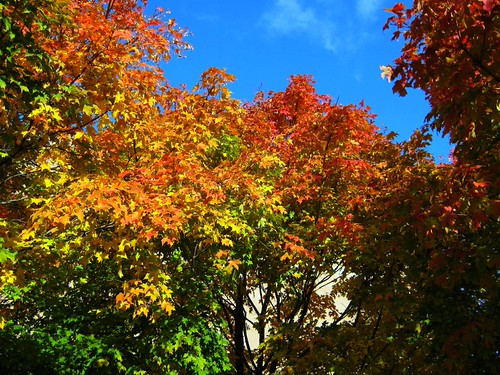 Maple 1 | by push the button