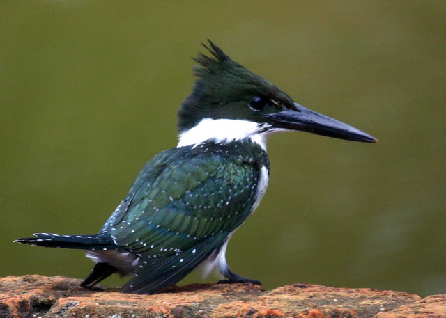 Martim-pescador-verde, Amazon Kingfisher (Chloroceryle amazona)