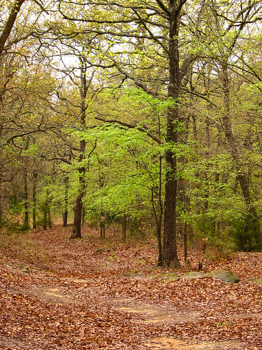 oklahoma leaves path trees green brown canon powershotg5 nature landscape scenic beautiful trip yellow sanden