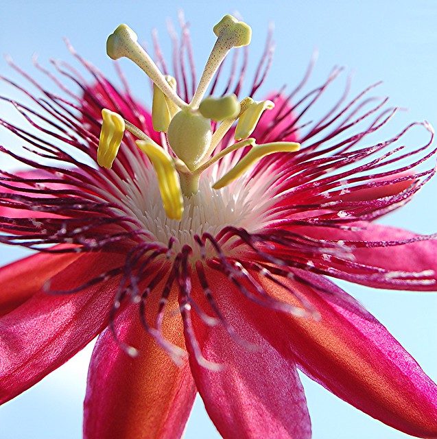 Rosy purple Passion flower and pale blue sky