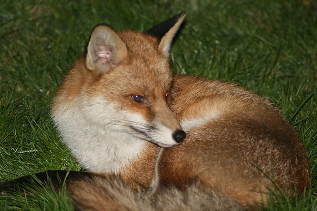 Fox 008