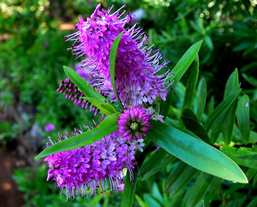 exotic flower | by alvidk
