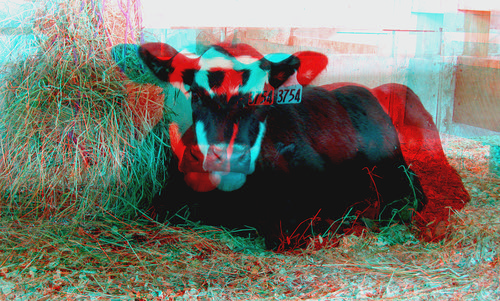 animal cow stereoscopic stereophoto 3d farm anaglyph iowa calf siouxcity anaglyphs redcyan 3dimages 3dphoto 3dphotos 3dpictures siouxcityia stereopicture