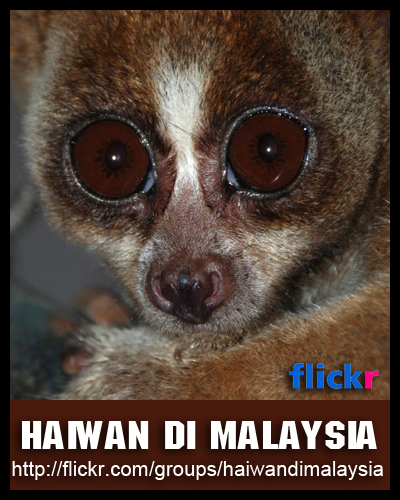 Haiwan di Malaysia