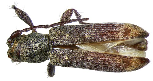 Trichosybra (=Sybra) apicalis Breuning, 1939 TYPE | by urjsa