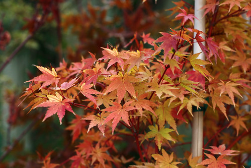 Fiery Autumn Maple by Megan Conlin (organicpixel)