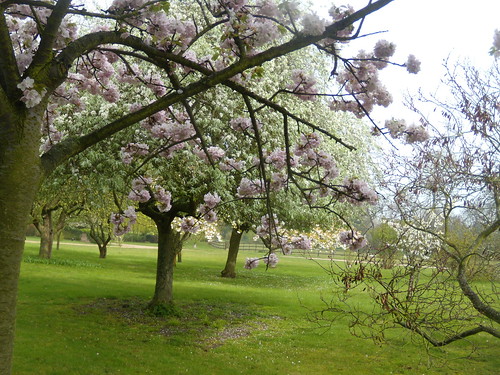 ornamental trees Little Kimble to Saunderton