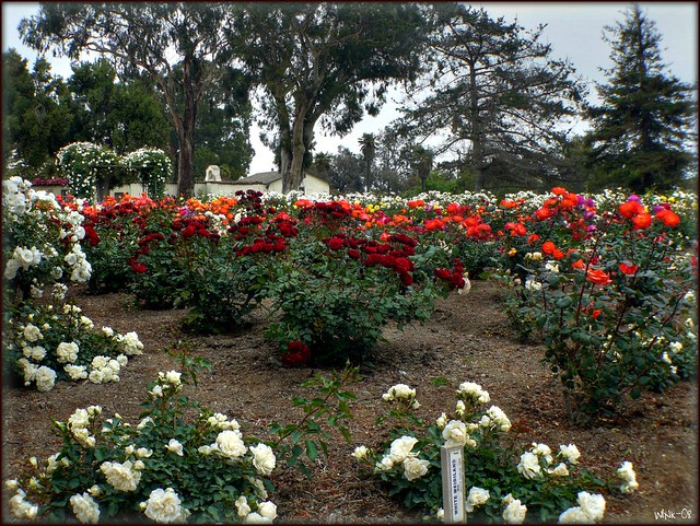 Olivas Adobe Rose Garden