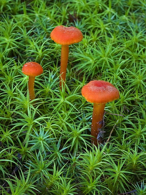 Orange mushroom in moss