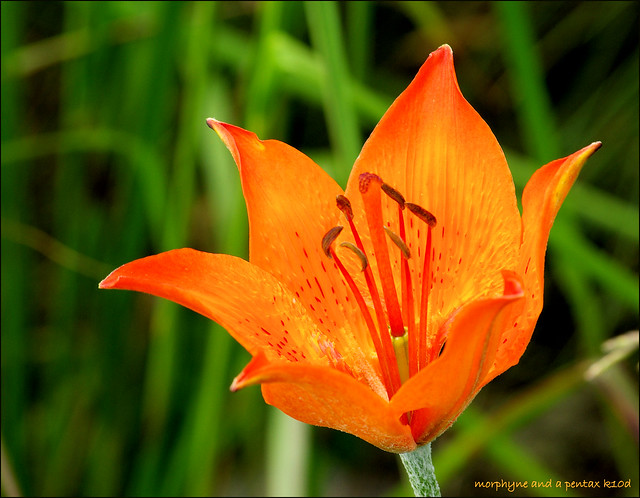 just another red lily...
