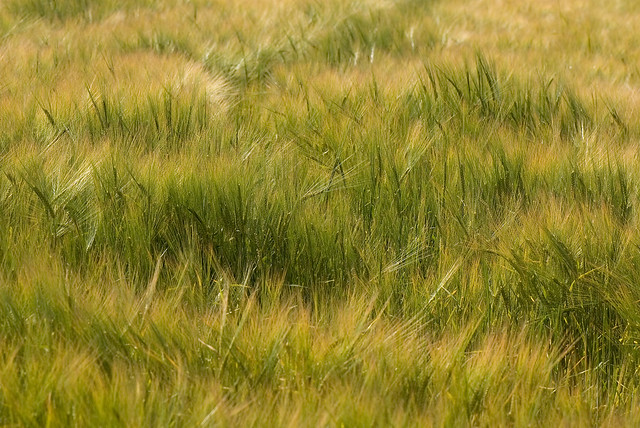 Barley texture