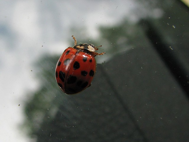 Ladybug on Windshield