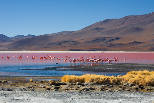 Laguna colorada - Bolivia by Auré from Paris