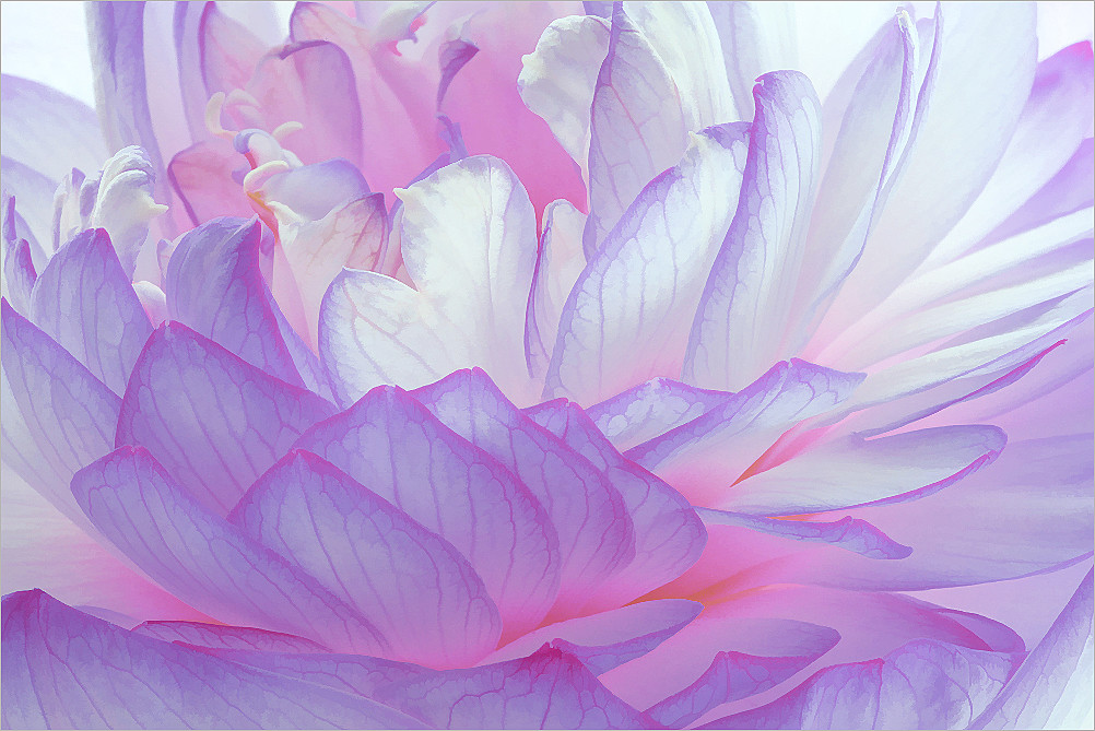 Purple Lotus Flower | Purple Lotus Flower | Bahman Farzad | Flickr