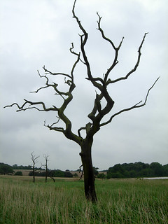 Dead tree, Suffolk | by adrian, acediscovery