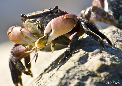 Crab eating Crab | It's hard to grow up for a young crab whe… | Flickr