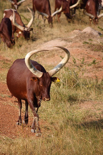 Ankole Cow | en.wikipedia.org/wiki/Ankole-Watusi_(cattle) Ph… | Flickr