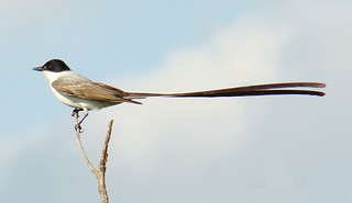 Fork-tailed Flycatcher, Bolivia 3 | by Aves Internacionales