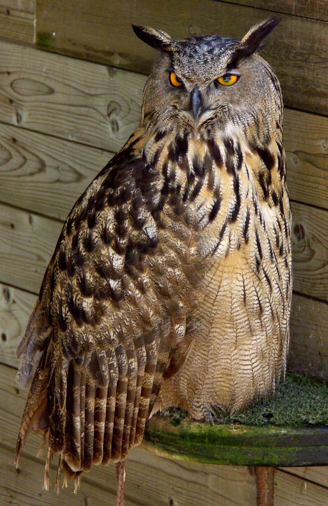 El Duc / Eurasian Eagle-owl