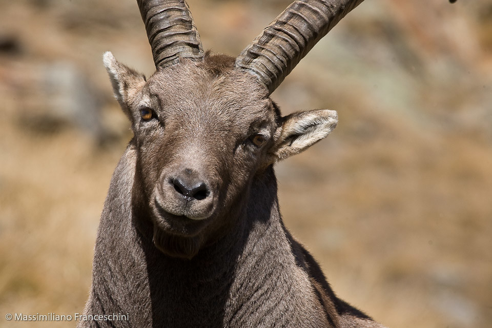 Alpine ibex - stambecco | Capra ibex Gran Paradiso National … | Flickr