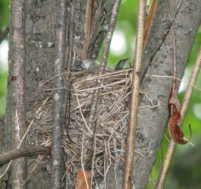Yellow-rumped Warbler nest
