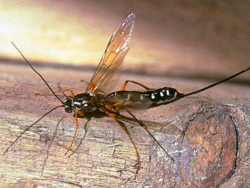 Wood-wasp Ichneumon Rhyssa pursausoria Raincliffe Wood, Yorks, UK. October 1979