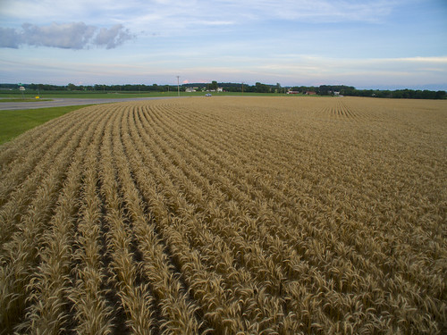 sunset ohio summer horse clouds rural train farm wheat elevator grain