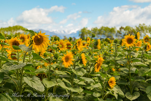 2017 32seconds canonef24105mmf3556isstm canoneos6d canterbury flowers january mareeareveleyphotography methvenhighway midcanterbury newzealand nisindfilter nisind1000 sh77 southisland summer sunflowers methven nz