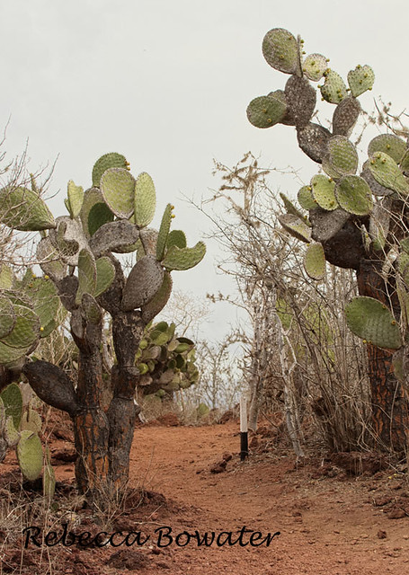 Rabida Isand .Red scoria on this Island and cactus