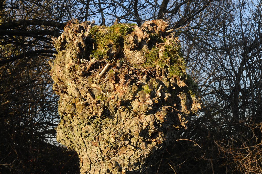 Glatzköpfige Kopfweide (Salix viminalis); Süderhöft, Nordfriesland
