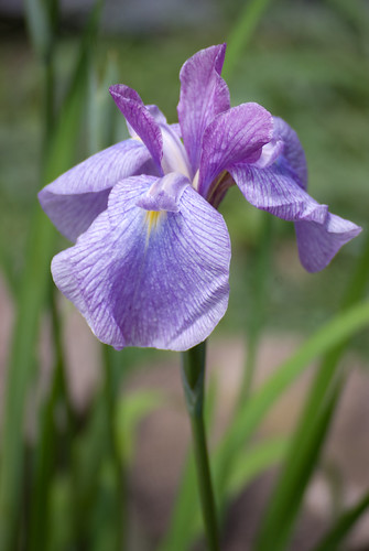 Purple Iris | by captainslack