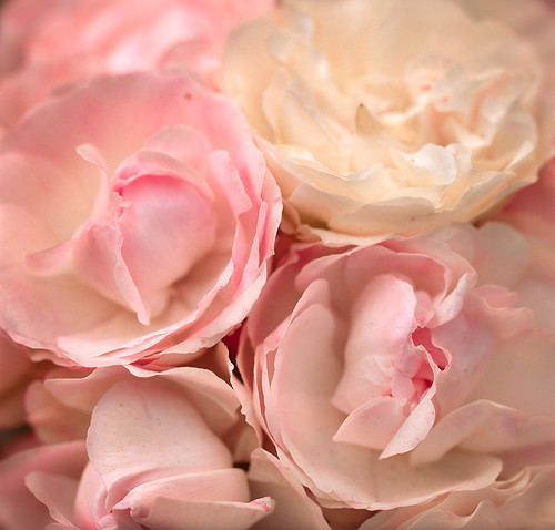 Bed Of Roses (Creme de la Creme version) by Arbor Lux