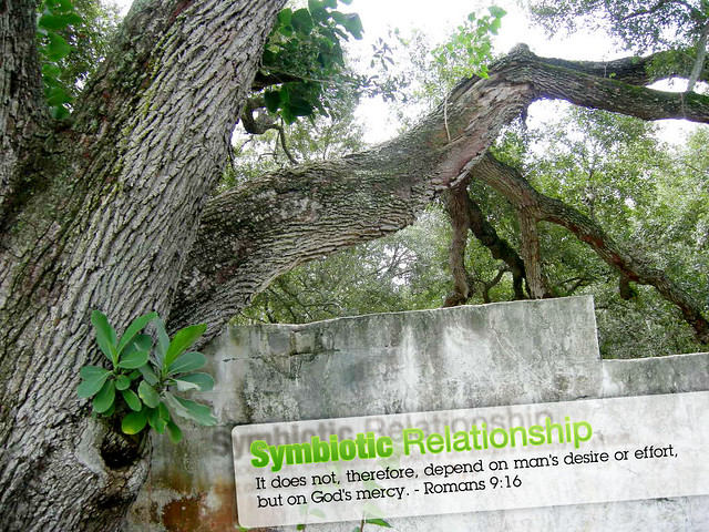 Symbiotic Relationship: Romans 9:16