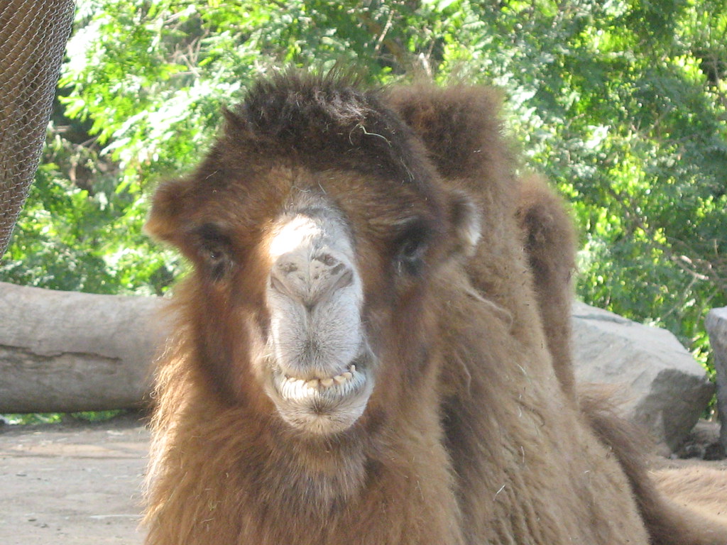 Happy Camel | Happy Camel | Chris Streckfus | Flickr