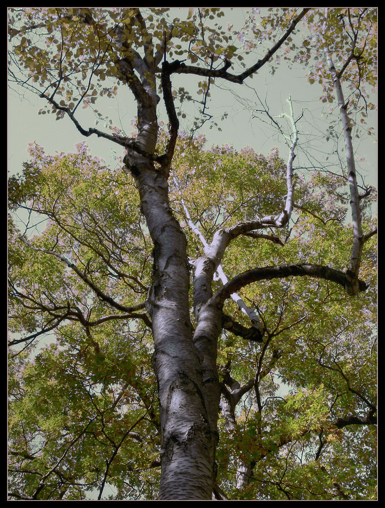 Birch Tree by Tim Noonan