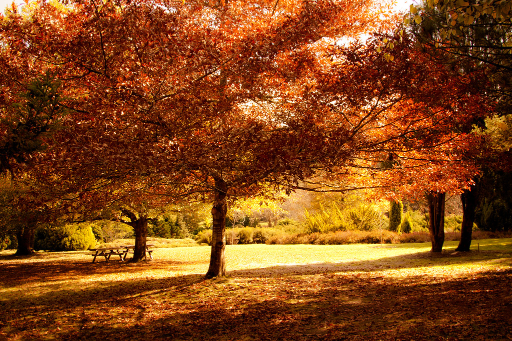 Autumn At Mt Lofty Botanic Garden The World Is Round And T Flickr