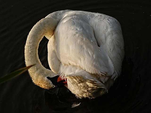 Swan in Space