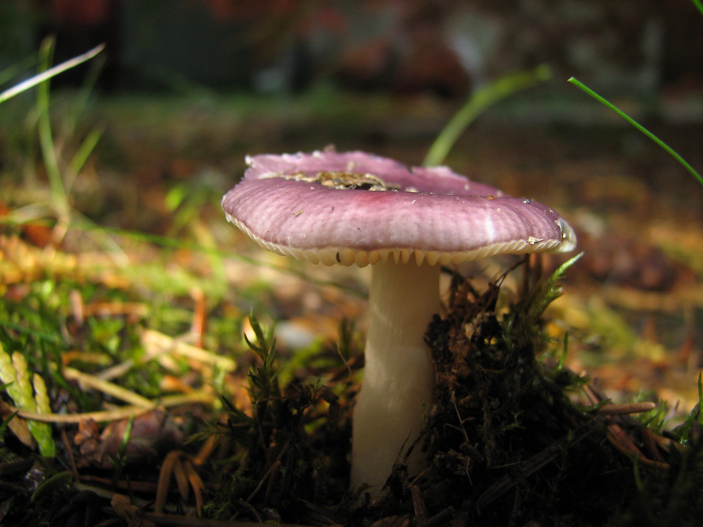 Backyard Mushrooms | Edible or poisonous? | Nomadic Lana ...
