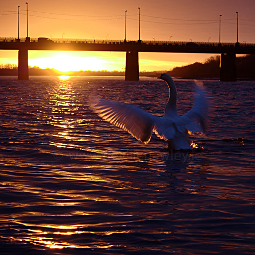 bridge ireland sunset river square spread swan wings shannon limerick calendar2010