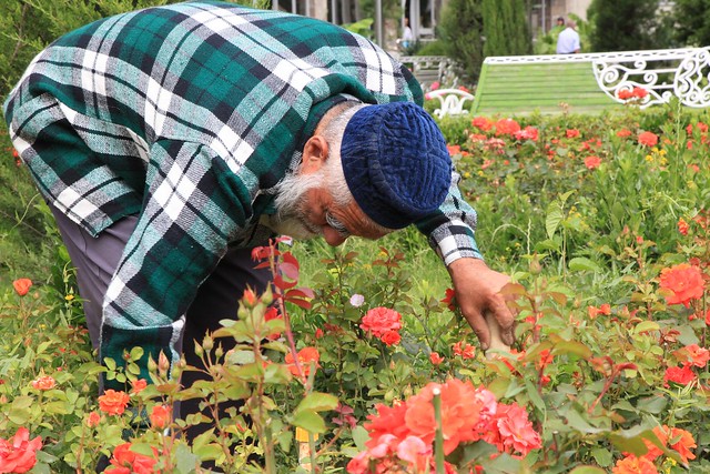 Elderly White Beard Man Tending Roses Dushanbe Tajikistan