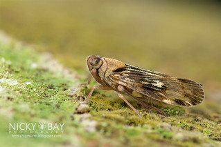 Planthopper (Cixiidae) - DSC_4876