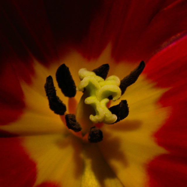 Red & Yellow Tulip-Closeup