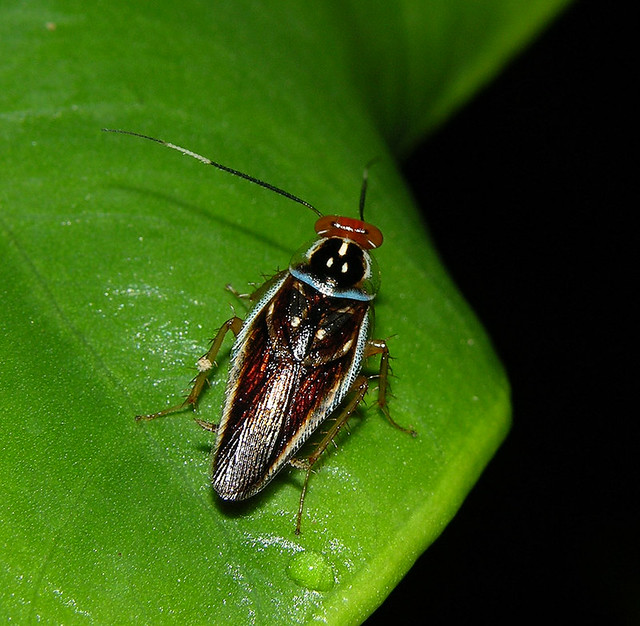 Colourful day-active cockroach (Pseudophyllodromia sp), Peruvian Amazon