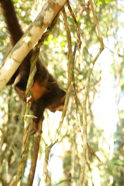 Capuccin monkey on the Macuco trail Iguazu Falls
