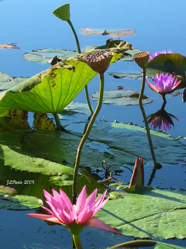 Water Lily Nympheas by Stellas mom