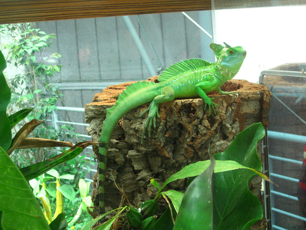Big Greenie