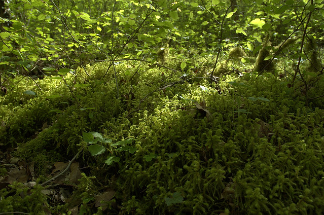 Rhytidiadelphus triquetrus (Shaggy Moss / Pluimstaartmos)