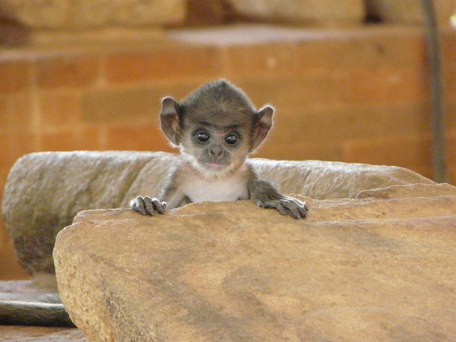 Cría de mono en Anuradhapura (Sri Lanka)